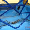 Safety Devices K11 Roll Cage 03